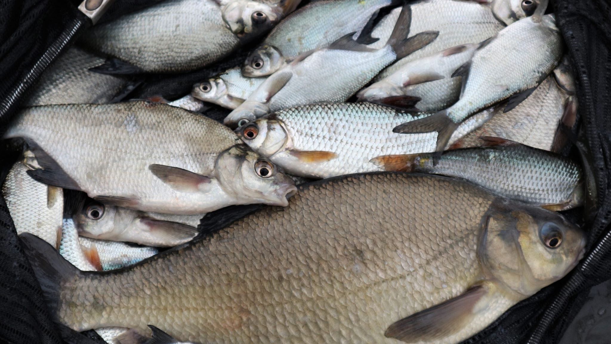 Spring Silverfish Fishing: How to Target Roach & Skimmers When They Feed Best